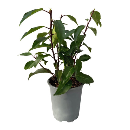 Prunus lusitanica Angustifolia – Chickasa-Pflaume – Immergrüne Heckenpflanze – Blatt Grün – 9 cm x H30–35 cm – pflegeleicht – 8 Pflanzen