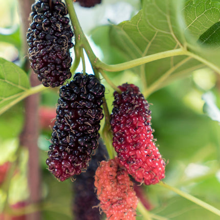 Schwarze Maulbeere – Morus nigra 'Mulle' – Ø13cm – ↕45cm – Bio-Anbau – Vitaminreiche Obstpflanze für Garten & Topf