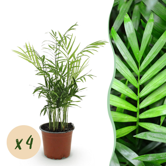 Chamaedorea elegans – 4 Pflanzen Set – Ø12cm Höhe 35-40cm – Goldpalme mit feinen Wedeln – Haustierfreundliche luftreinigende Zimmerpflanze