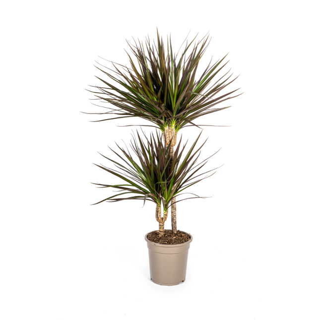 Drachenbaum Dracaena Marginata Magenta – Zimmerpflanze Ø19cm – 70-90cm hoch – Moderne Grünpflanze mit magentafarbenen Blatträndern – Pflegeleicht & dekorativ