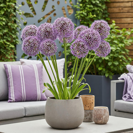 Blumenzwiebeln Allium Christophii – 15 Blumenzwiebeln – Lila Sternkugel-Lauch – Zierlauch mit sternförmigen Blüten – Für Beet, Balkon & Terrasse – Pflegeleichter Sommerblüher
