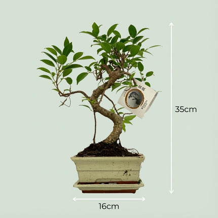 Bonsai Baum Ø15cm Höhe 30-35cm – Klassischer Miniaturbaum mit geschwungenem Stamm – In edler Keramikschale – Dekorative Zimmerpflanze