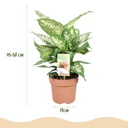 Dieffenbachia Compacta – Buntlaubige Zimmerpflanze – 17cm – Höhe 45-50cm – Pflegeleichte dekorative Blattpflanze für Wohn – und Arbeitsräume