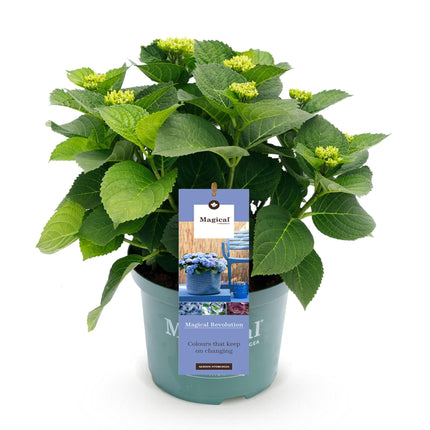 Hortensie Magical Revolution Blue – Blau – 2 Pflanzen – Hydrangea macrophylla – 23cm – Ca. 55cm hoch – 6-10 Blüten – Für Beet, Balkon & Terrasse