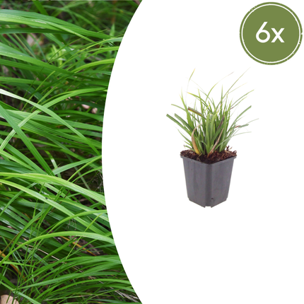 Japan – Segge Carex morrowii – 6 Pflanzen – Immergrünes Ziergras – 10-25cm – Ø9cm – Schattengeeignet für Beet & Bodendecker