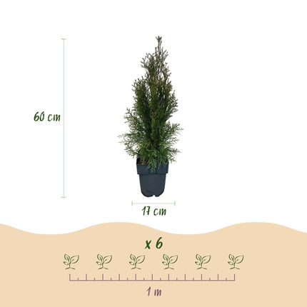 Lebensbaum Thuja occidentalis Smaragd – Immergrüne Heckenpflanze – 6 Pflanzen – 17 cm x H60 cm – Dichte, grüne Hecke