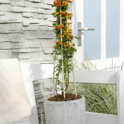Feuerdorn Pyracantha 'Orange Glow' – Kletterstrauch – Ø15cm – ↨65cm – 3 Pflanzen – Frosthart, immergrün, leuchtend orange Beeren