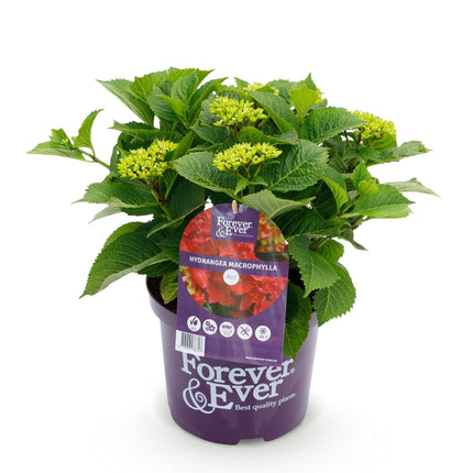 Hortensie Forever & Ever – Hydrangea macrophylla – Rot – Balkonpflanze – 7-12 Blüten – 23cm 55cm hoch – Für Terrasse, Balkon & Beet – Pflegeleicht