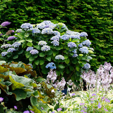 Hydrangea macrophylla Magical Revolution Blue – Blaue Gartenhortensie – 2 Pflanzen im Topf 23cm – Höhe 55cm – 6-10 Blüten – Balkonpflanze