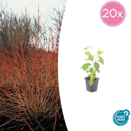 Roter Hartriegel – Cornus sanguinea 'Midwinter Fire' – ↑10-25cm – Ø9cm – 20 Pflanzen – Winterharter Zierstrauch, Feuerrote Zweige, Pflegeleicht, Vogelfreundlich