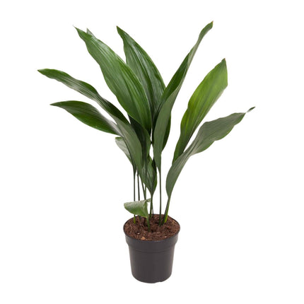 Aspidistra Elatior – Zimmerpflanze „Die Bar“ – Ø17cm – Höhe ca. 70cm – Pflegeleichte Grünpflanze mit glänzenden, dunkelgrünen Blättern – Ideal für schattige Standorte im Wohnzimmer, Büro & Flur