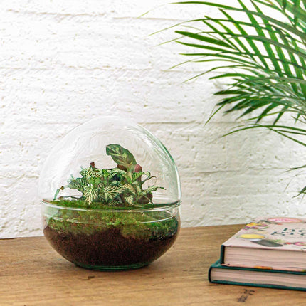 DIY Flaschengarten Set – Dome Glas – Ø20 cm x H20 cm – Mini-Biotop mit Pflanzen & Moos – Selbstversorgendes Pflanzterrarium – Inkl. Fittonia, Calathea, Moos & Zubehör – Pflegeleicht & dekorativ