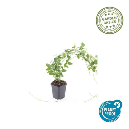 Kleines Immergrün Vinca major 'Variegata' – ↕10-25cm – Ø9cm – 40 Pflanzen – Immergrün & Bunt – Bodendecker – Schattentauglich – Pflegeleicht