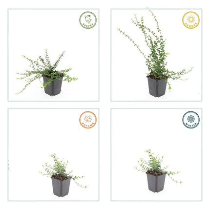 Kleinblättrige Teppichspindel – Euonymus fortunei 'Minimus' – ↕10-25 cm – Ø9 cm – 20 Pflanzen – Bodendecker – Pflegeleicht & Winterhart – Garten & Beete