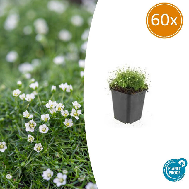 Pfriemen – Mastkraut – Sagina subulata – ↕10-25cm – Ø9cm – 60 Pflanzen – Immergrün, trittfest & winterhart – Ideal als Rasenersatz & Fugenbegrünung