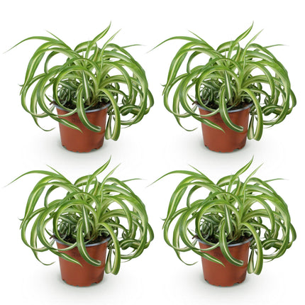 Chlorophytum comosum Bonnie – 4 Pflanzen Set – Ø12cm Höhe 20-25cm – Grünlilie mit gedrehten Blättern – Haustierfreundliche Zimmerpflanze