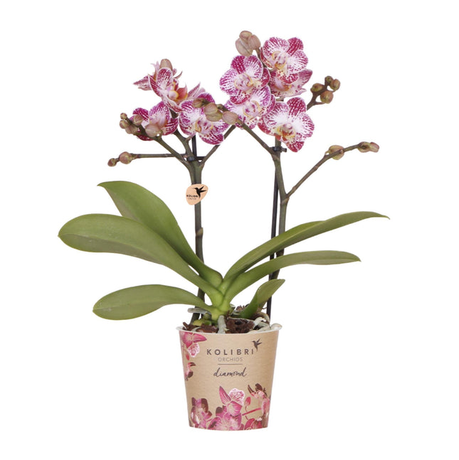 Rosa-Violette Phalaenopsis Orchidee – „Bora Bora“ – Ø9cm – Exotische Blüten mit einzigartigem Muster – Blühende Zimmerpflanze mit 2–3 Trieben – Dekorative Orchidee & Geschenkidee – Frisch aus der Gärtnerei