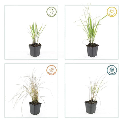 Sandrohr – Calamagrostis acutiflora 'Karl Foerster' – ↕10-25cm – Ø9cm – 12 Pflanzen – Winterhartes Ziergras mit eleganten Blütenrispen