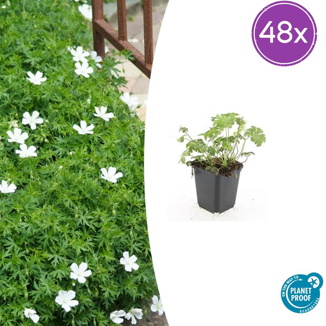 Geranium sanguineum 'Album' – 48 Pflanzen – ↕10-25cm – Ø9cm – Winterharte Staude – Weiße Blüten – Sonne & Halbschatten – Bodendecker – Pflegeleicht