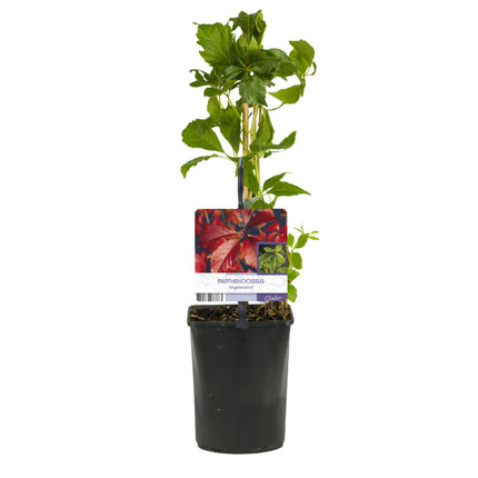 Selbstklimmender Mauerwein Parthenocissus Engelmannii – Kletterpflanze mit grünen & roten Blättern – 2 Pflanzen – 11 cm x H40 cm – Pflegeleicht