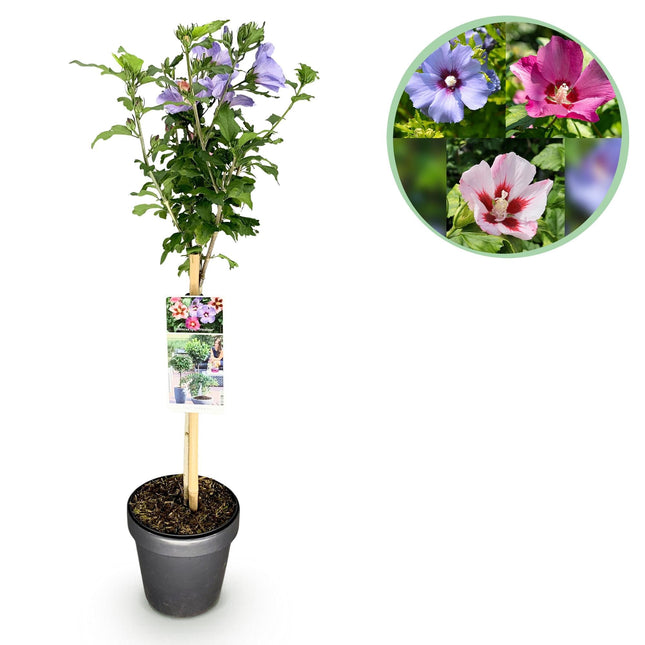 Hibiscus syriacus Tricolour – Blühende Stamm-Pflanze mit dreifarbigen Blüten – Laubabwerfend & pflegeleicht – Ø19 cm – Höhe ca. 90 cm – Für Terrasse & Balkon