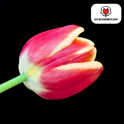 Dow Jones Tulpenzwiebeln – 20 Blumenzwiebln – Rot-Gelb Gestreifte Tulpen – Für Garten & Topf
