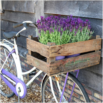 Französischer Lavendel Lavandula stoechas Anouk – Duftender Schopflavendel – 13cm Dekotopf 'Old Look' – 3 Pflanzen – Winterhart & Pflegeleicht