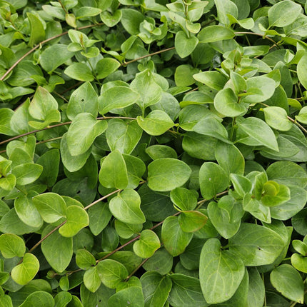 Großblättriges Immergrün Vinca major 'Alba' – 40 Pflanzen – Immergrüner Bodendecker – Weiße Blüten – Ø9cm – ↕10–25cm – Robust & Pflegeleicht