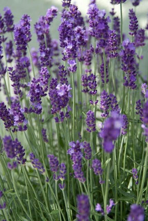 Lavendel Lavandula angustifolia 'Dwarf Blue' – ↕10-25cm – Ø9cm – 12 Pflanzen – Kompakter Duft-Lavendel, Blaue Blüten, Bienenfreundlich, Winterhart, Pflegeleicht