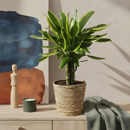 Dracaena fragrans Golden Coast – 50-55cm – 17cm inkl. Naturkorb – Pflegeleichter Drachenbaum mit goldgrünem Blattwerk