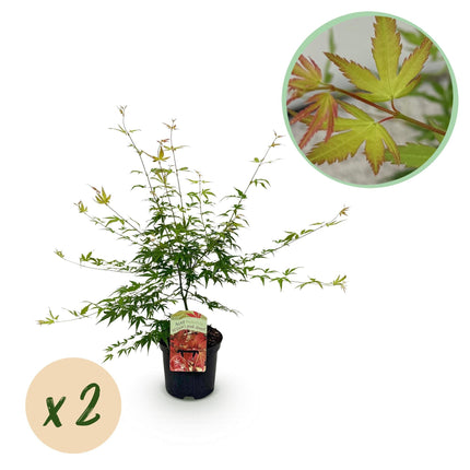 Japanischer Ahorn – Acer palmatum 'Pink Dwarf' – 2 Pflanzen – ca. 70 cm hoch – Ø19 cm – rosa Laubaustrieb – kompakter Wuchs – Balkon- & Gartenpflanze