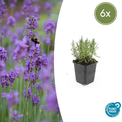 Lavendel Lavandula angustifolia 'Munstead' – ↕10-25cm – Ø9cm – 6 Pflanzen – Kompakter Duft-Lavendel, Tiefviolette Blüten, Bienenfreundlich, Winterhart, Pflegeleicht