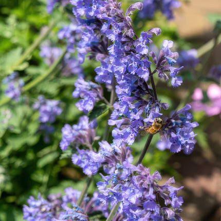Katzenminze Nepeta 'Six Hills Giant' – 24Pflanzen – ↕10-25cm – Ø9cm – Lila – blaue Blüten – Pflegeleichte & Trockenheitsresistente Staude