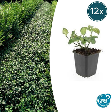 Spindelstrauch – Euonymus fortunei 'Dart's Blanket' – ↕10-25cm – Ø9cm – 12 Pflanzen – Bodendecker & Unterpflanzung – Winterhart