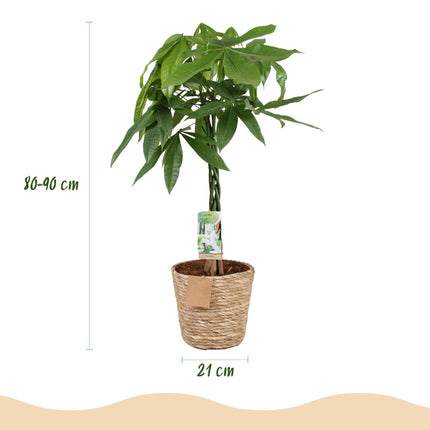 Pachira Aquatica mit geflochtenem Stamm – 80-90cm – 21cm – Inklusive Korb – Pflegeleichter Geldbaum – Luftreinigende Grünpflanze