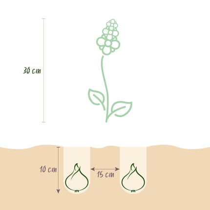 Blumenzwiebeln Hyacinthoides non-scripta – 20 Blumenzwiebeln – Blaue Glockenblumen – Frühblüher für Beet, Balkon & Terrasse – Pflegeleichte Frühlingsblumen