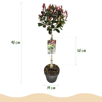 Glanzmispel Photinia fraseri Little Red Robin – 19cm Höhe ca.90cm – Immergrün & winterhart – Grün-rotes Laub – Ziergehölz