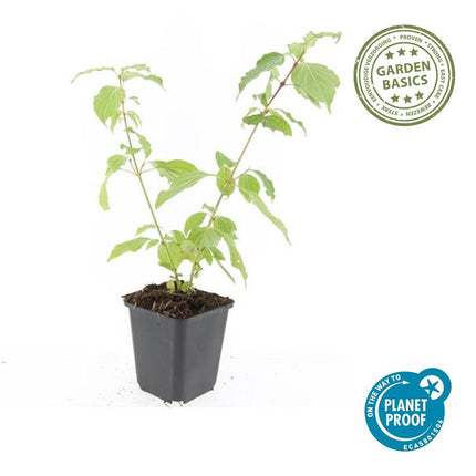 Roter Hartriegel Cornus sang. 'Anny's Winter Orange' – ↕10-25cm – Ø9cm – 6 Pflanzen – Winterharte Sträucher – Leuchtend orange Zweige – Für Beete & Solitärpflanzungen