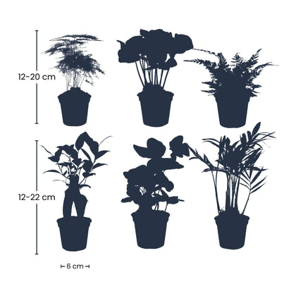Pflanzenset Grün – 6 Zimmerpflanzen Ø6cm – Mix aus Asparagus, Coffea Arabica, Farn, Ficus Ginseng, Efeu & Bergpalme