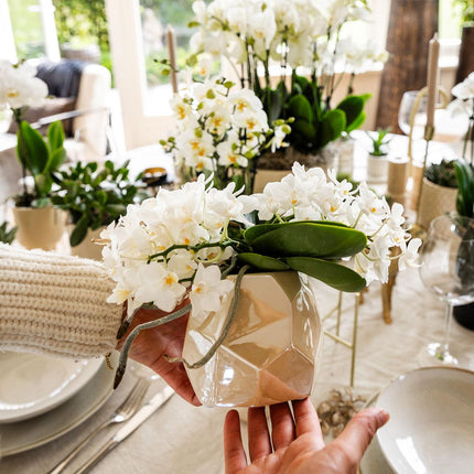 Pflanzen Set mit Zierpflanzgefäßen für Tischdekoration – Elegante Mini Zimmerpflanzen im Topf Ø9cm & Ø6cm – Perfekt für festliche Dinner – Dekoration