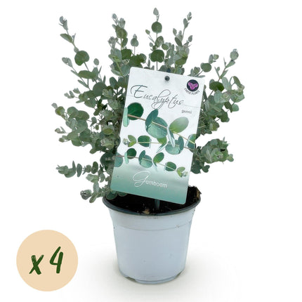 Eukalyptusbaum - Eukalyptus gunnii - Grau - 4 Pflanzen - Terrassenpflanze - Winterhart - 14cm Höhe 30cm