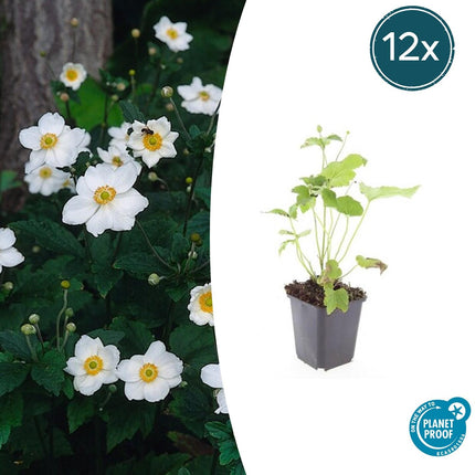 Japan – Herbst – Anemone hyb. 'Honorine Jobert' – ↕10-25cm – Ø9cm – 12 Pflanzen – Herbstblüher – Pflegeleicht – Sonnig & Halbschatten