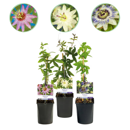 Passionsblume Passiflora Tricolour – Blüte Rosa, Weiß & Lila – Wenig Pflege – 3 Pflanzen – 11cm Höhe 40cm – Ideal für Balkon, Garten & Pergolen