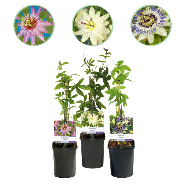 Passionsblume Passiflora Tricolour – Blüte Rosa, Weiß & Lila – Wenig Pflege – 3 Pflanzen – 11cm Höhe 40cm – Ideal für Balkon, Garten & Pergolen