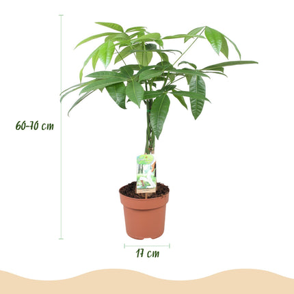 Pachira Aquatica Geflochtener Stamm – 60-70cm – 17cm – Pflegeleichter Geldbaum – Grüne Zimmerpflanze für Wohnzimmer & Büro – Luftreinigend & dekorativ