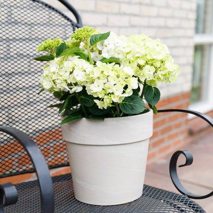Hortensie Magical Noblesse – Hydrangea macrophylla – Weiß – Balkonpflanze – 23cm Ca. 55cm hoch – 6-10 Blüten – Für Balkon, Terrasse & Beet