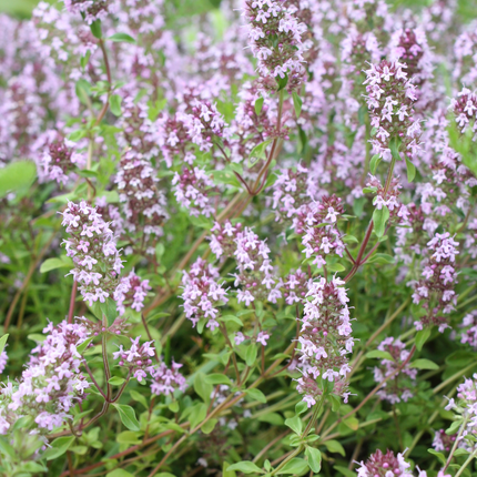 Thymus vulgaris Gartenthymian – 48 Pflanzen – Ø9cm – Höhe 10-25cm – Winterhartes Küchenkraut