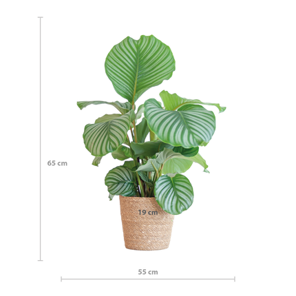 Korbmarante Calathea Orbifolia – Zimmerpflanze – 65cm hoch – Ø21cm – inkl. Natur-Korb Sofia aus Seegras – Luftreinigend & dekorativ