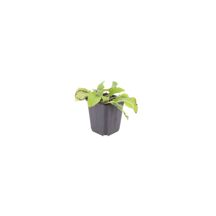 Symphytum grandiflorum Wisley Blue – 60 Pflanzen – Ø9cm – Höhe 10-25cm – Blauer Beinwell Bodendecker