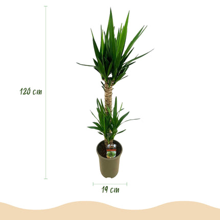 Yucca Elephantipes – 120cm – 19cm – Pflegeleichte Zimmerpflanze mit schmalen Blättern – Robuste Palmlilie für helle & halbschattige Innenräume